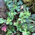 Saxifraga spathularis Blatt