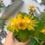 Hypericum × inodorum Blomst