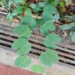 Bauhinia purpurea Levél