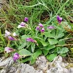 Primula marginata पत्ता