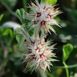Trifolium stellatum Fruit