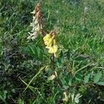 Astragalus frigidus ফুল