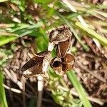 Hemerocallis lilioasphodelus Fruit