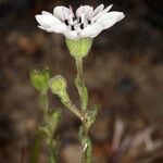 Blepharipappus scaber Květ