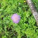 Scabiosa lucidaBlomst