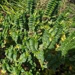 Veronica elliptica Foglia