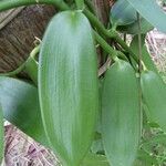 Vanilla planifolia 叶