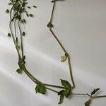 Cerastium brachypetalum Облик