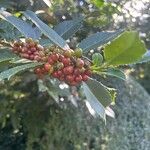 Ilex latifolia Fruit