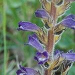 Orobanche lavandulacea Flor