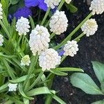 Muscari aucheri Цвят