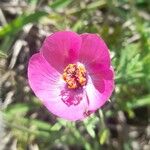 Modiolastrum gilliesii Flower