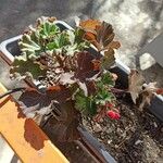 Pelargonium zonale Leaf