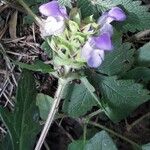 Prunella grandiflora Blomma