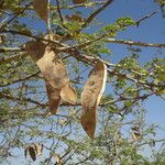 Acacia senegal Fruit