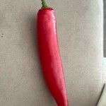 Capsicum baccatum Plod