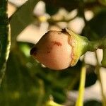 Cordia dichotoma Fruit