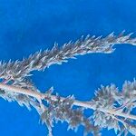 Sporobolus fimbriatus Λουλούδι