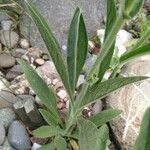 Inula oculus-christi 葉