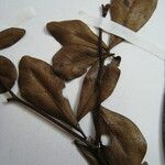 Terminalia parvifolia