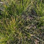 Eleocharis obtusa Leaf