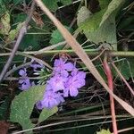 Verbena bipinnatifida Kvet