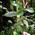 Hillia triflora Altul/Alta