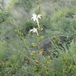Turraea mombassana Συνήθη χαρακτηριστικά