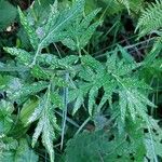 Achillea macrophylla Лист