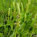 Orchis anthropophora Fiore