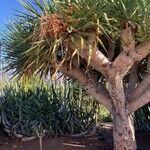Dracaena draco Leaf
