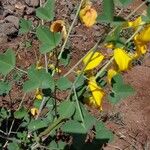 Crotalaria laburnifolia Leaf