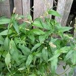 Persicaria lapathifoliaFuelha