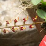 Bulbophyllum falcatum Цветок