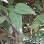 Jasminum beesianum Hoja