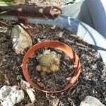 Mammillaria prolifera ഇല