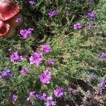 Verbena rigida Λουλούδι