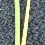 Juncus filiformis Blad