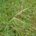 Calamagrostis canescens Leaf