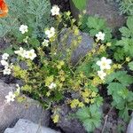 Saxifraga hypnoides Цвят