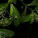Psychotria orosiana Fiore