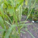Eleusine coracana Frukto