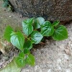 Peperomia pellucida Blad