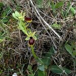 Ophrys × arachnitiformis Habit