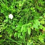 Convolvulus silvaticus Habit