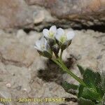 Arabis caerulea Bloem