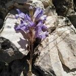 Orobanche nana Кветка