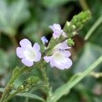 Verbena officinalis Flower