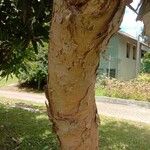 Acacia confusa Bark