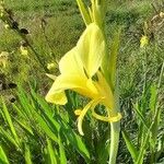 Canna glauca പുഷ്പം